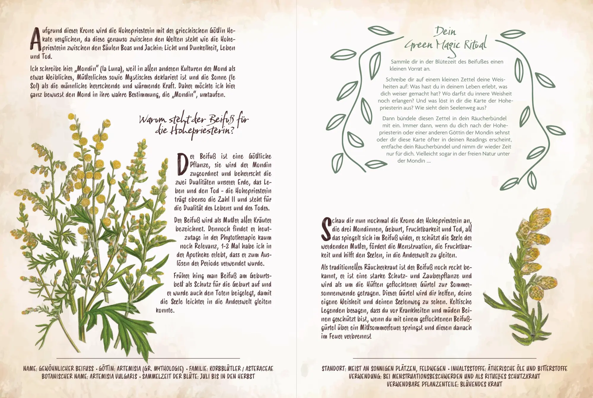 Bild: 9783868267983 | Tarot &amp; Grüne Magie | Chiara Butendeich | Buch | 160 S. | Deutsch