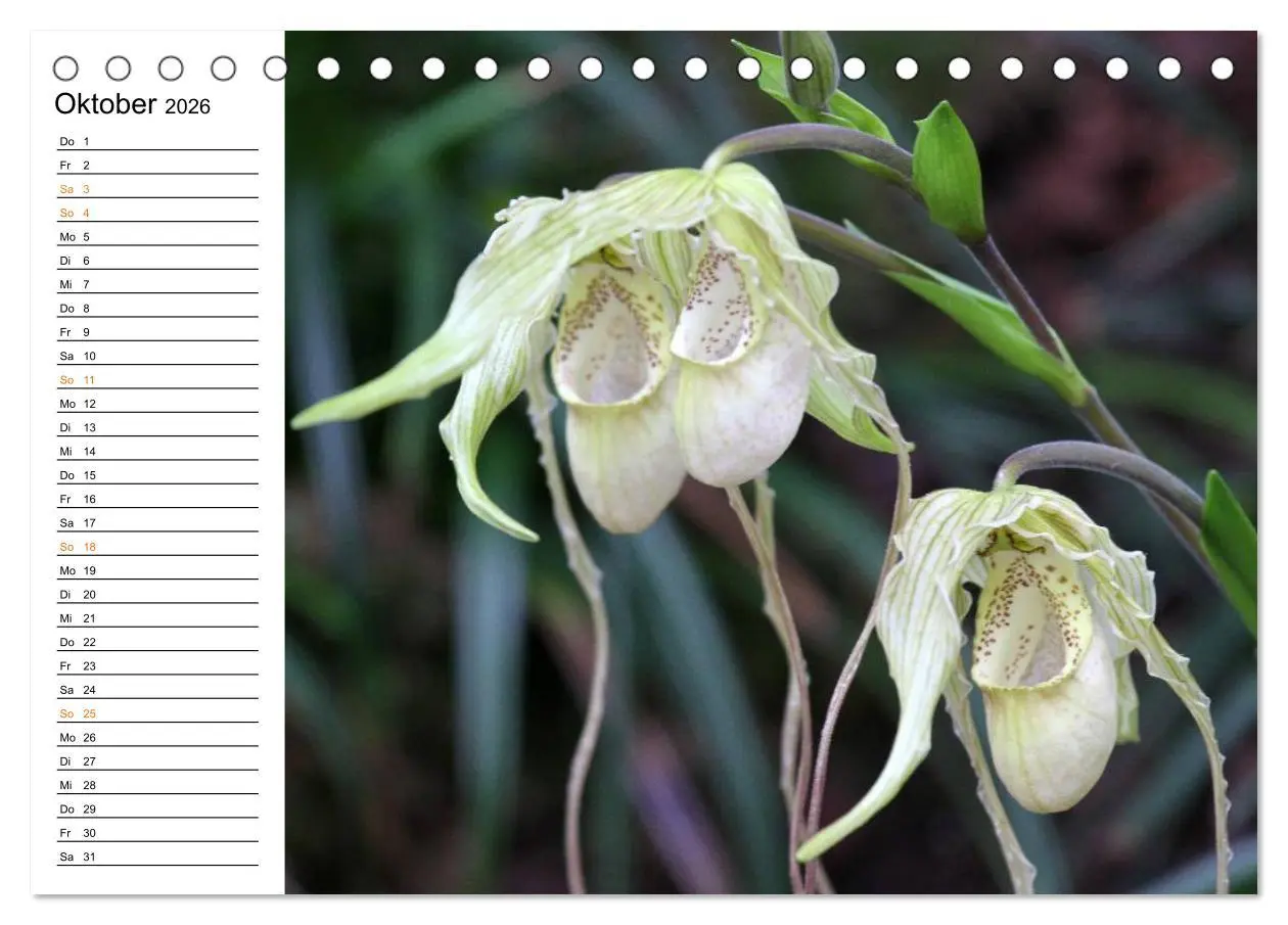 Bild: 9783457998083 | Prachtvolle Orchideen (Tischkalender 2026 DIN A5 quer), CALVENDO...