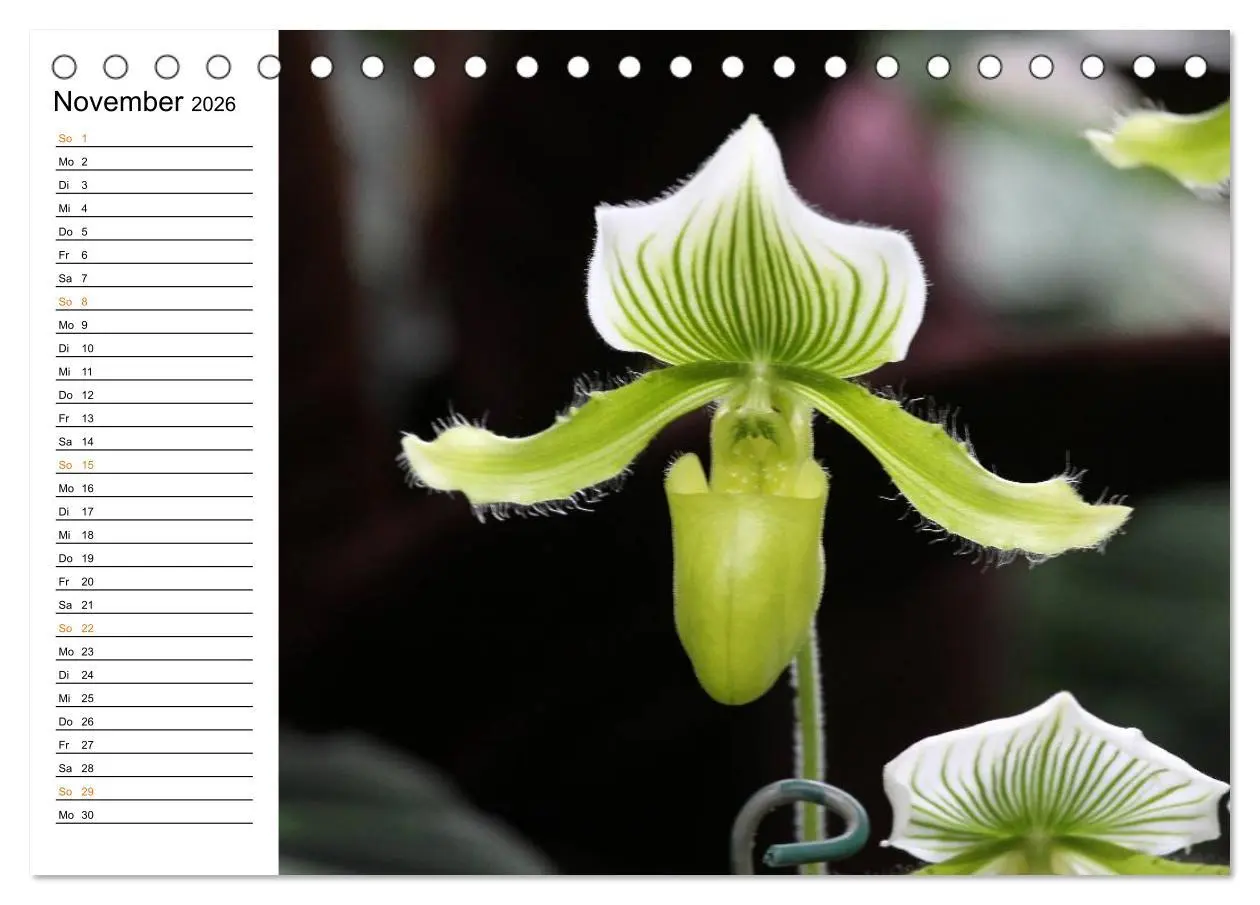Bild: 9783457998083 | Prachtvolle Orchideen (Tischkalender 2026 DIN A5 quer), CALVENDO...