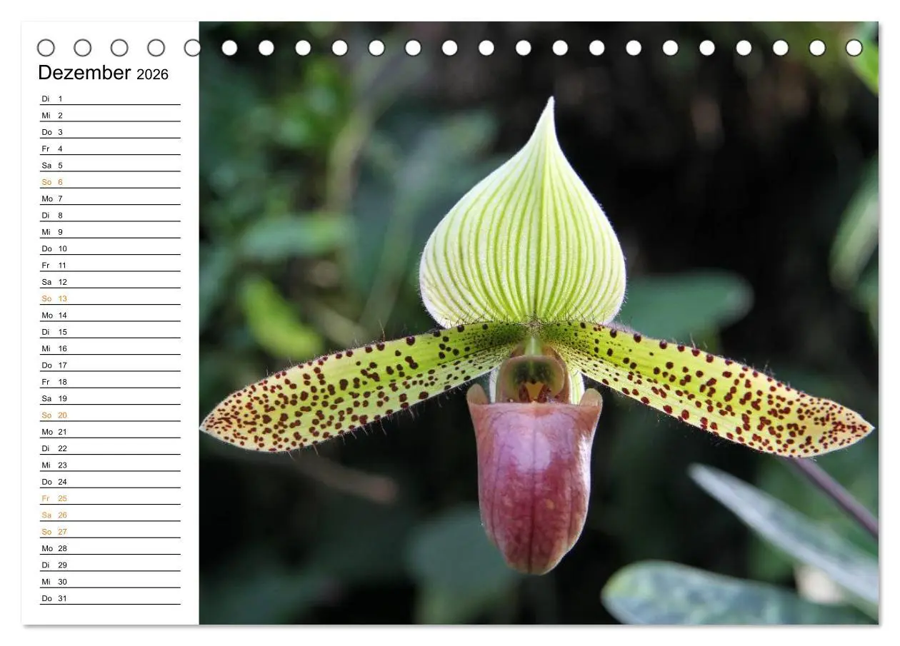 Bild: 9783457998083 | Prachtvolle Orchideen (Tischkalender 2026 DIN A5 quer), CALVENDO...