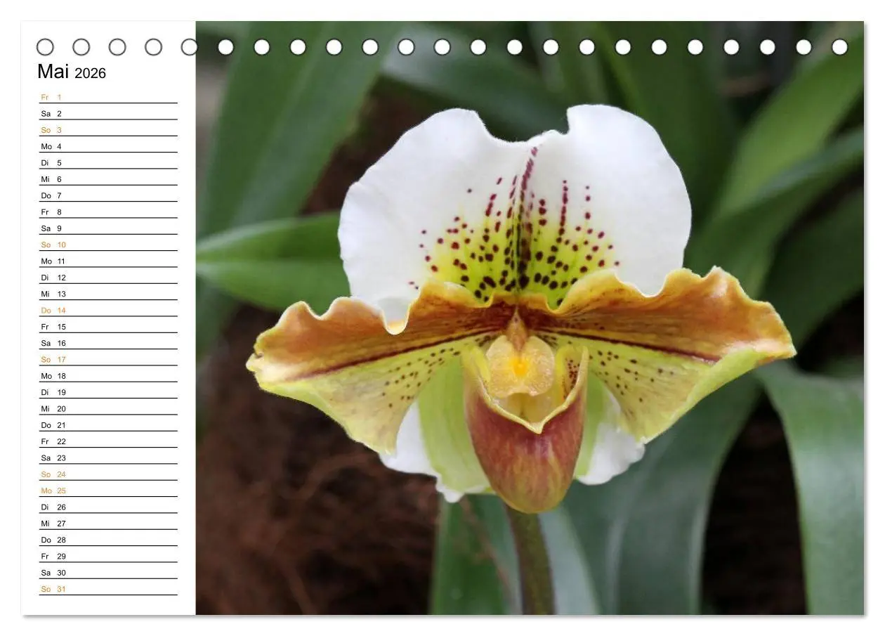 Bild: 9783457998083 | Prachtvolle Orchideen (Tischkalender 2026 DIN A5 quer), CALVENDO...