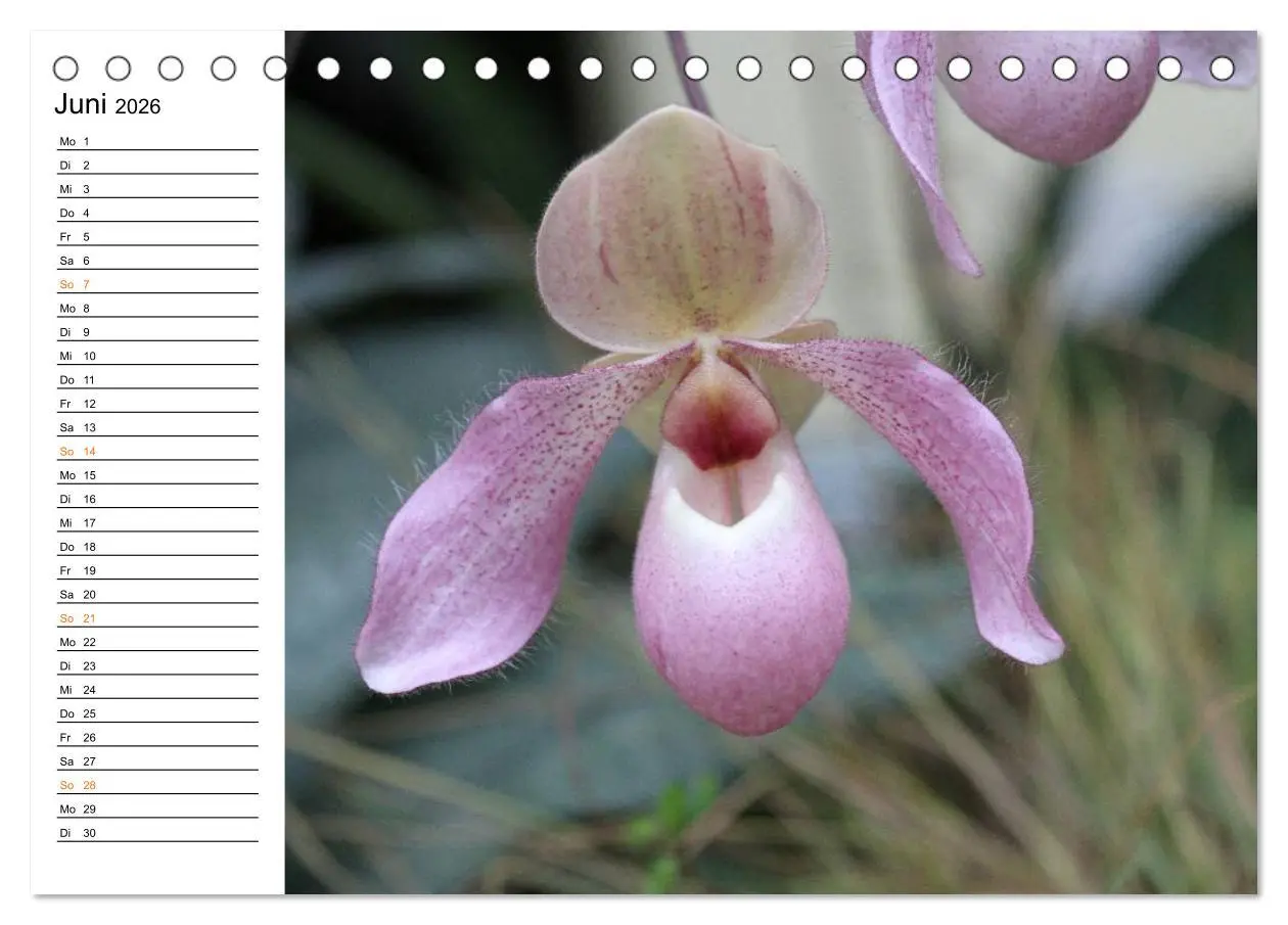 Bild: 9783457998083 | Prachtvolle Orchideen (Tischkalender 2026 DIN A5 quer), CALVENDO...