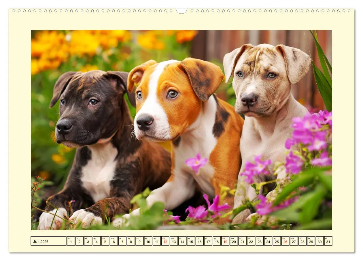 Bild: 9783457748183 | Pit Bull Terrier. Zwischen Wildblumen und Großstadtglanz...
