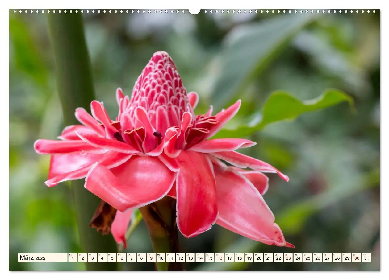 Bild: 9783435328383 | Costa Rica - Farben des Regenwaldes (Wandkalender 2025 DIN A2...