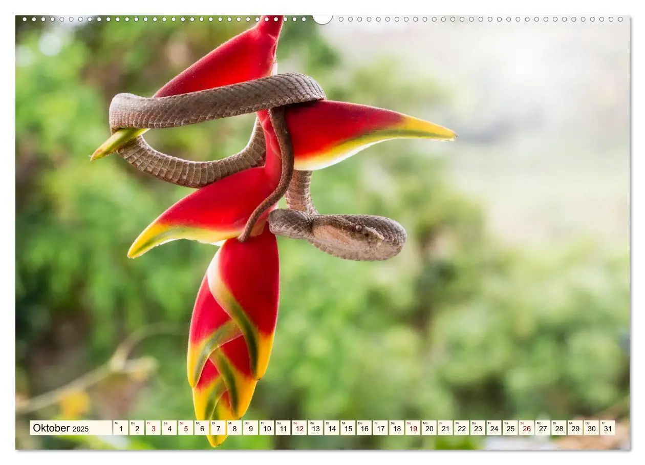 Bild: 9783435328383 | Costa Rica - Farben des Regenwaldes (Wandkalender 2025 DIN A2...