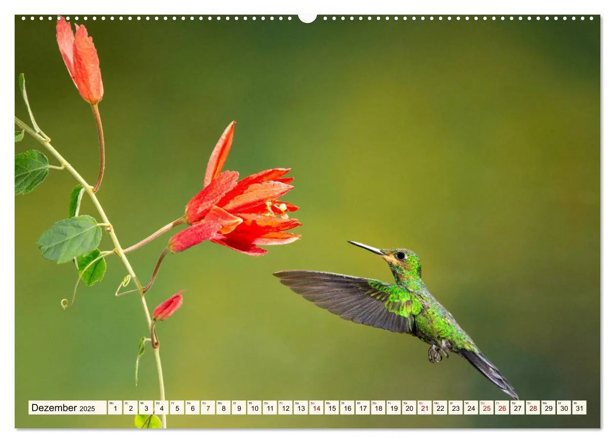 Bild: 9783435328383 | Costa Rica - Farben des Regenwaldes (Wandkalender 2025 DIN A2...