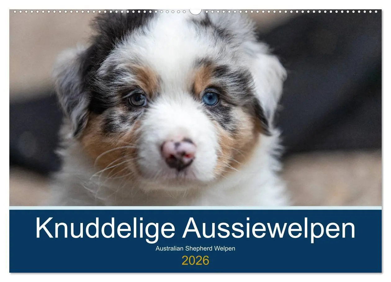 Cover: 9783457718483 | Australian Shepherd Welpen 2026 (Wandkalender 2026 DIN A2 quer),...