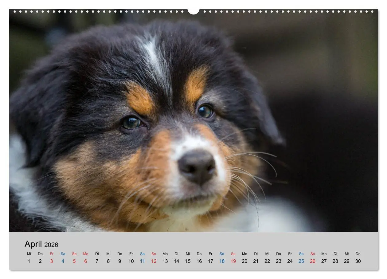 Bild: 9783457718483 | Australian Shepherd Welpen 2026 (Wandkalender 2026 DIN A2 quer),...