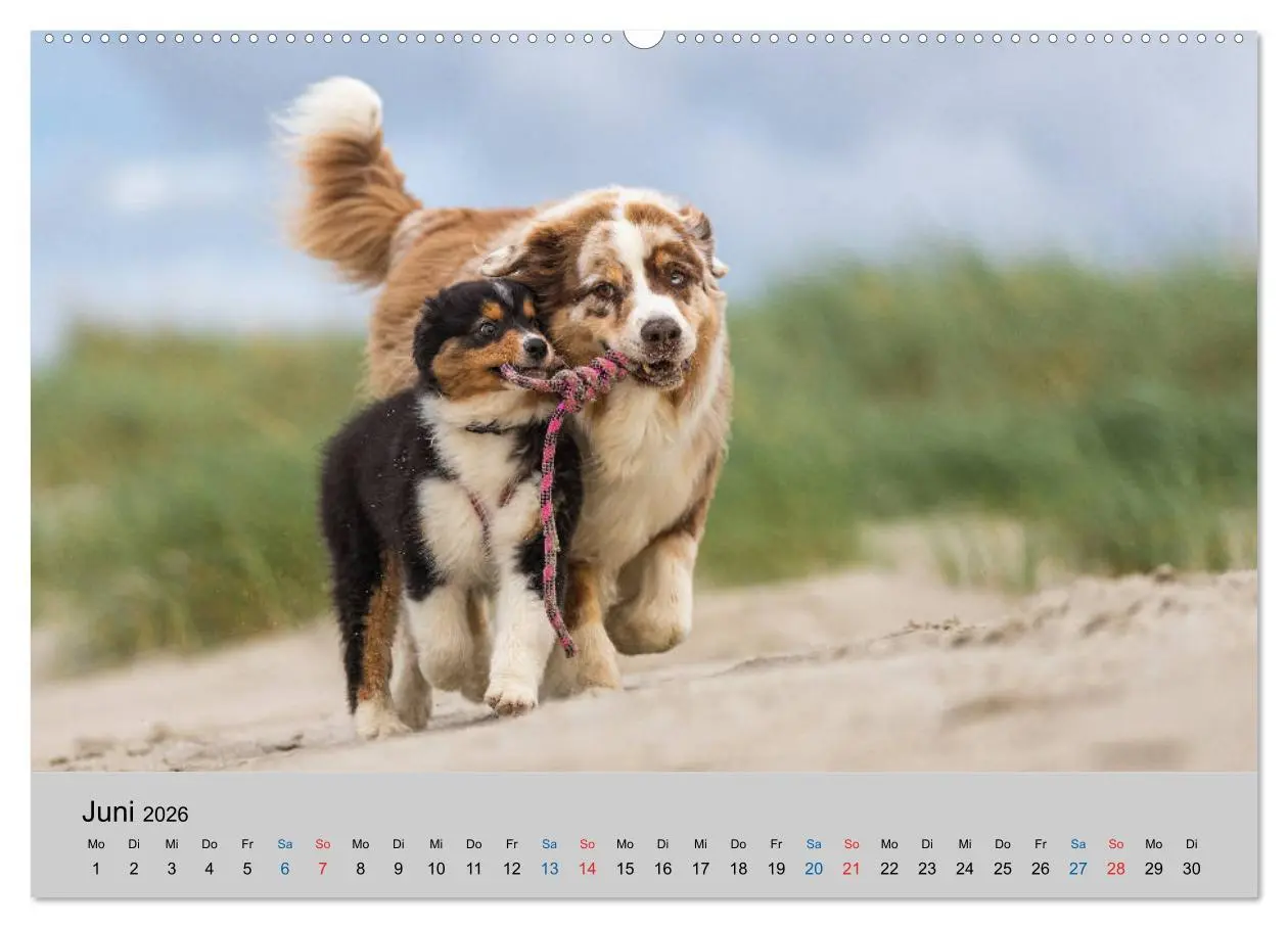 Bild: 9783457718483 | Australian Shepherd Welpen 2026 (Wandkalender 2026 DIN A2 quer),...