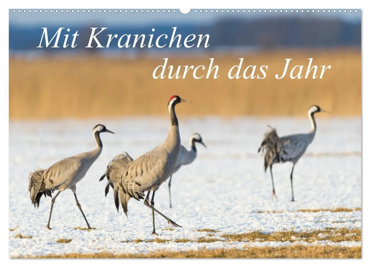 Cover: 9783457888483 | Mit Kranichen durch das Jahr (Wandkalender 2026 DIN A2 quer),...
