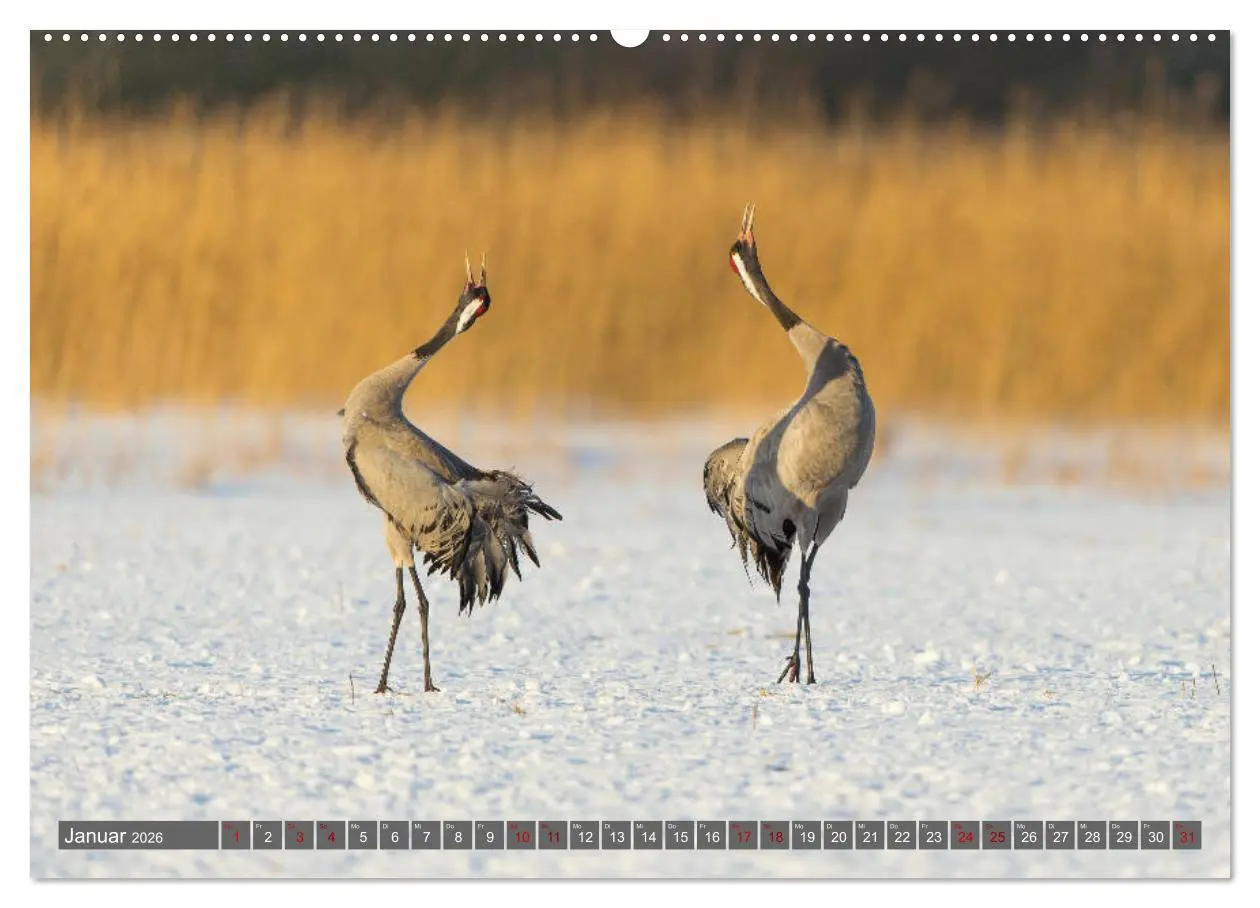 Bild: 9783457888483 | Mit Kranichen durch das Jahr (Wandkalender 2026 DIN A2 quer),...