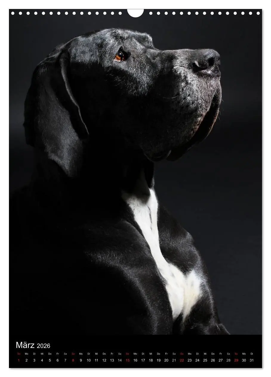 Bild: 9783516428483 | Faszination Deutsche Dogge (Wandkalender 2026 DIN A3 hoch),...