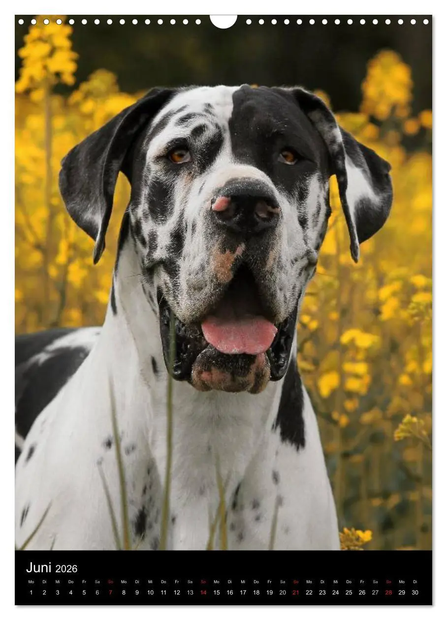 Bild: 9783516428483 | Faszination Deutsche Dogge (Wandkalender 2026 DIN A3 hoch),...