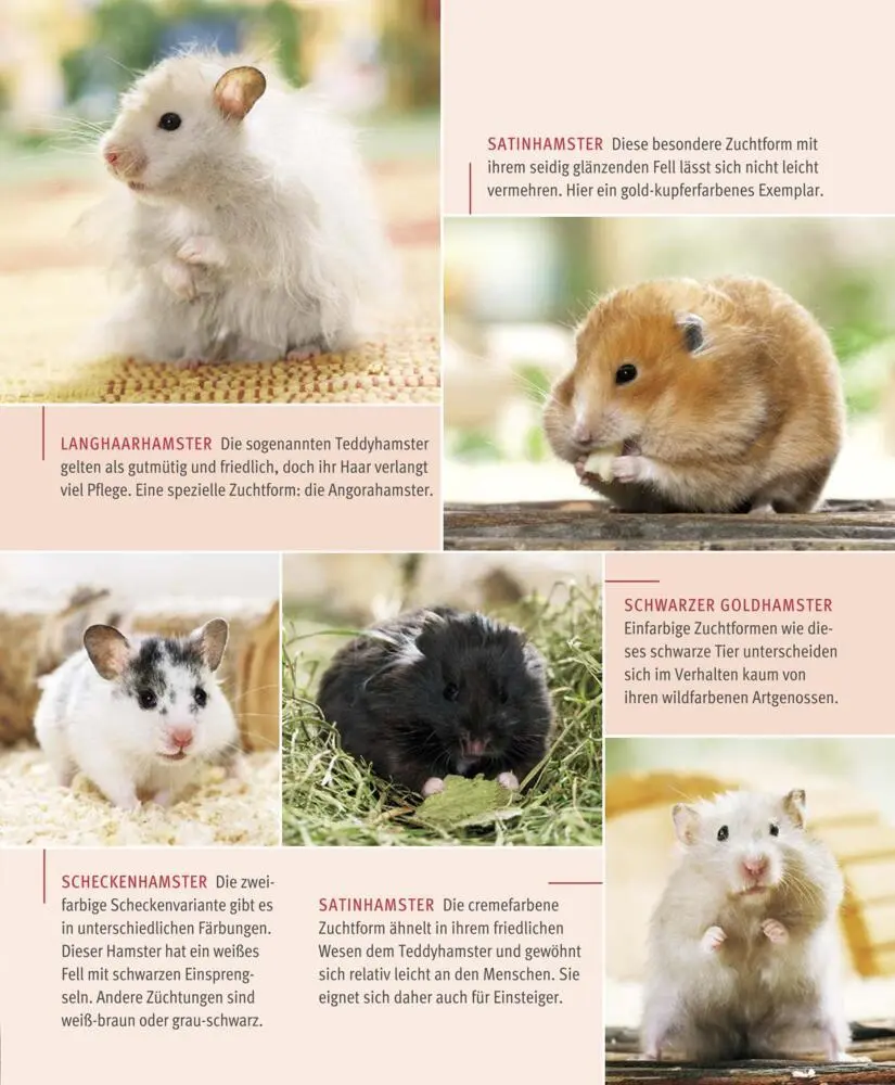 Bild: 9783833848483 | Hamster | So fühlen sie sich rundum wohl | Peter Fritzsche | Buch