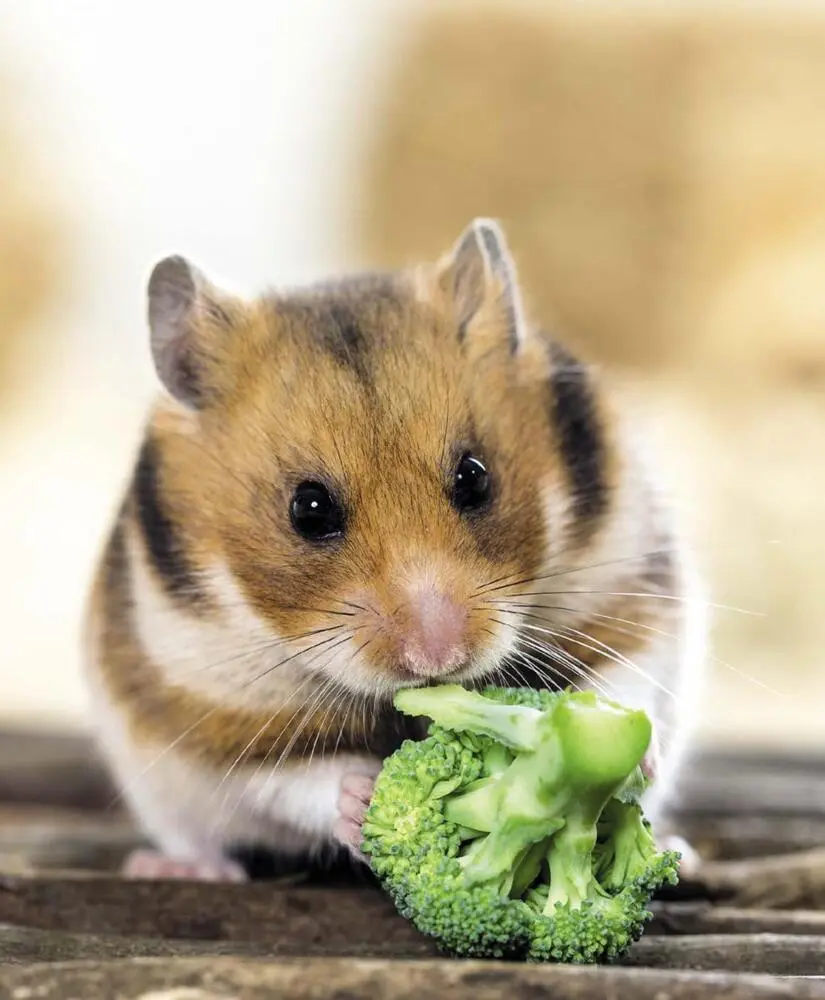Bild: 9783833848483 | Hamster | So fühlen sie sich rundum wohl | Peter Fritzsche | Buch