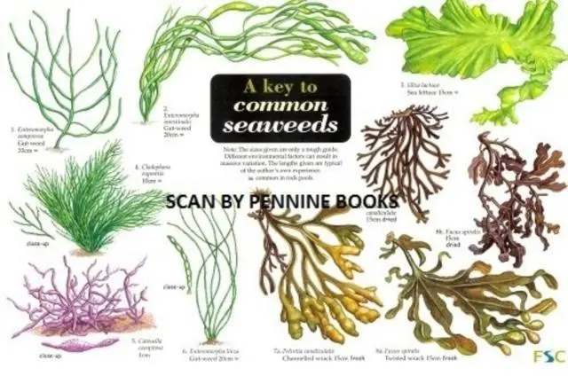 Cover: 9781851538683 | A Key to Common Seaweeds | Steve Morrell | Buch | Gebunden | Englisch
