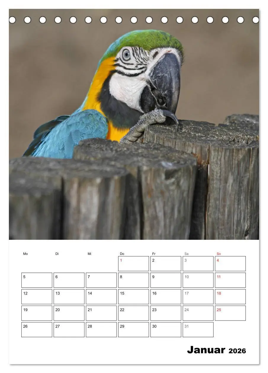 Bild: 9783516408683 | Papageien - Graupapagei, Rosella und Co. (Tischkalender 2026 DIN A5...