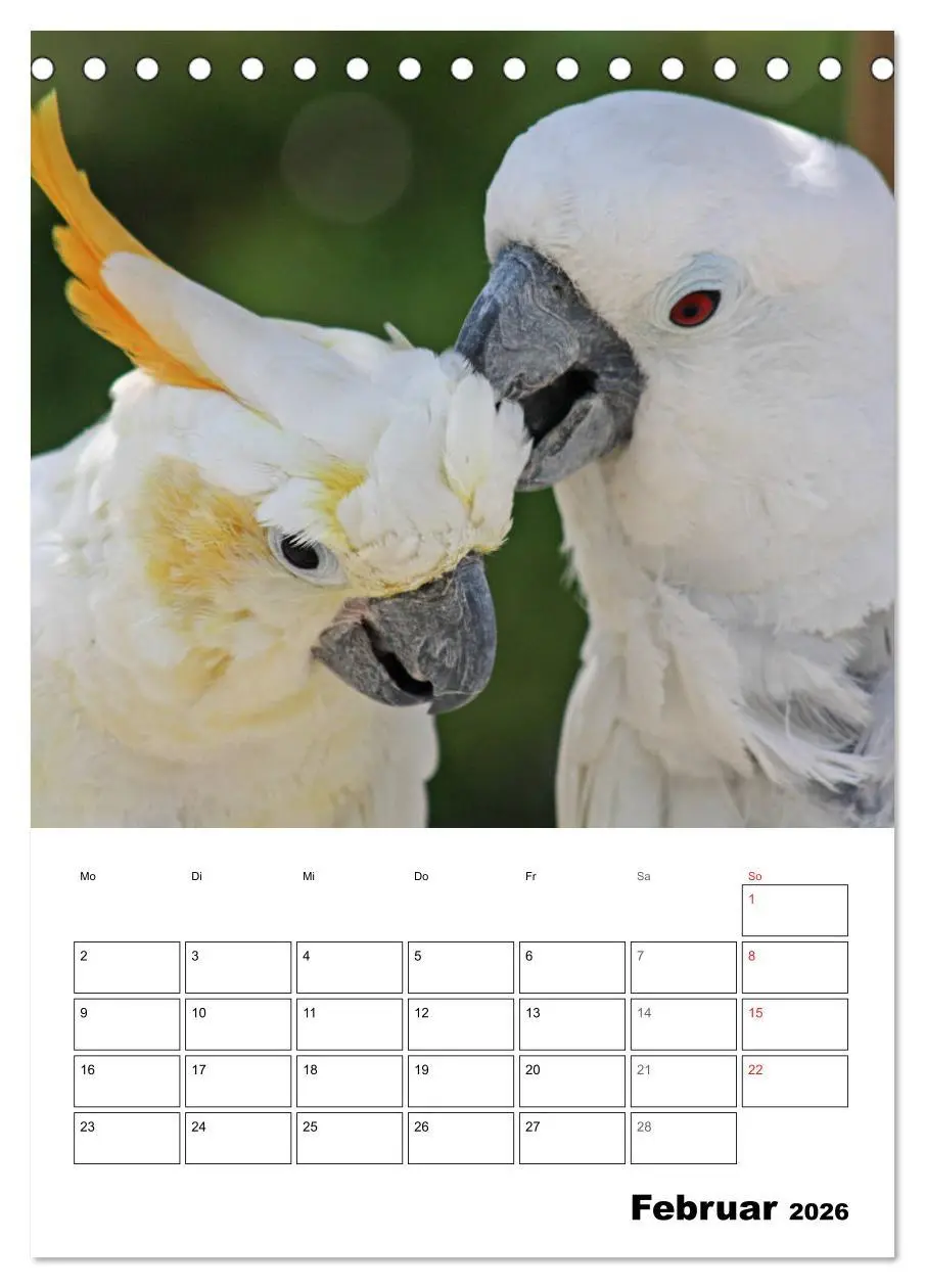 Bild: 9783516408683 | Papageien - Graupapagei, Rosella und Co. (Tischkalender 2026 DIN A5...