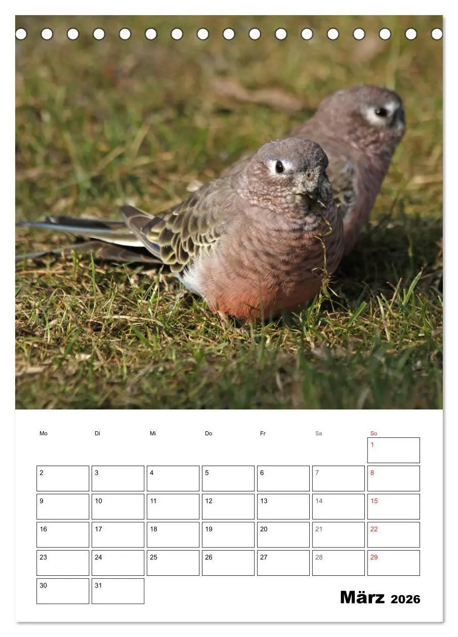 Bild: 9783516408683 | Papageien - Graupapagei, Rosella und Co. (Tischkalender 2026 DIN A5...