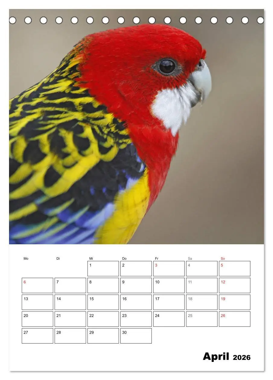 Bild: 9783516408683 | Papageien - Graupapagei, Rosella und Co. (Tischkalender 2026 DIN A5...