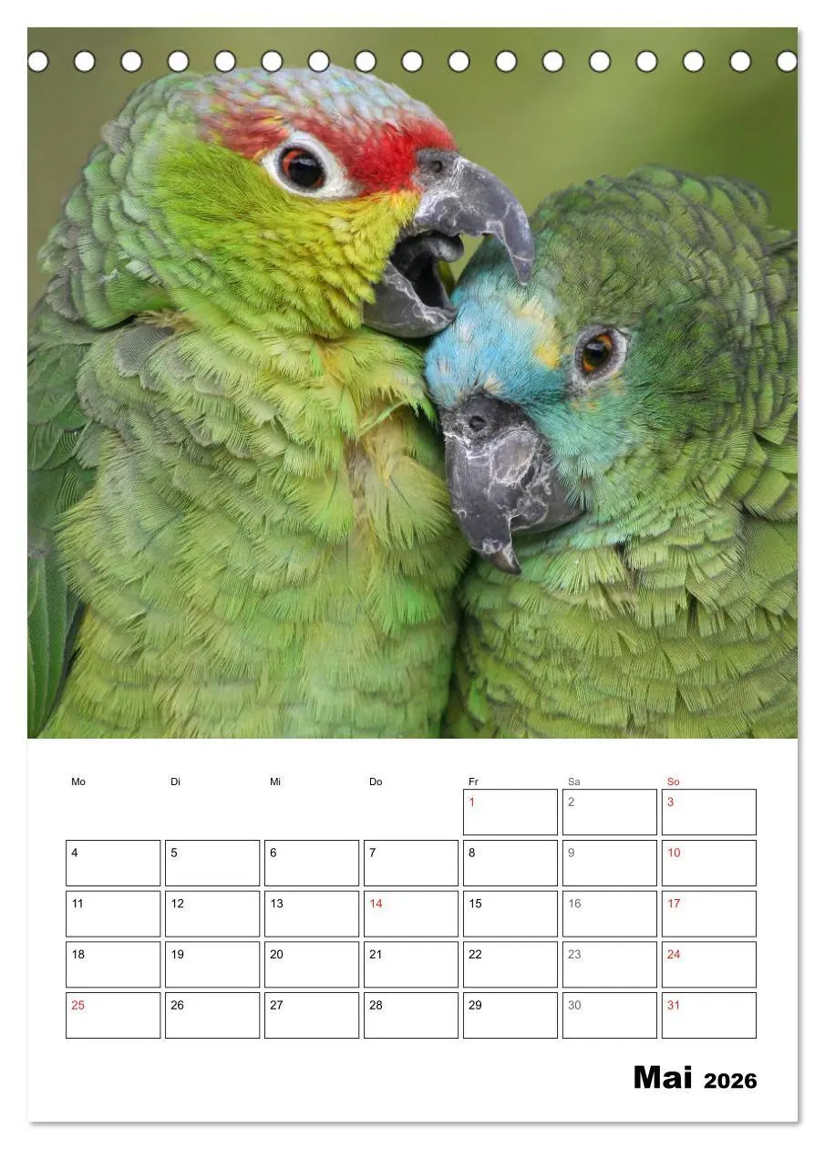 Bild: 9783516408683 | Papageien - Graupapagei, Rosella und Co. (Tischkalender 2026 DIN A5...