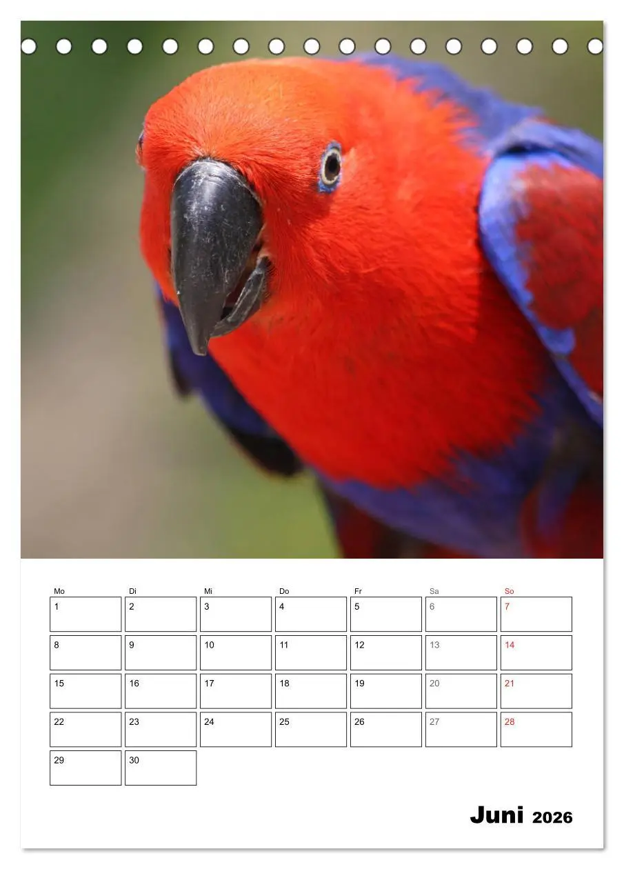 Bild: 9783516408683 | Papageien - Graupapagei, Rosella und Co. (Tischkalender 2026 DIN A5...