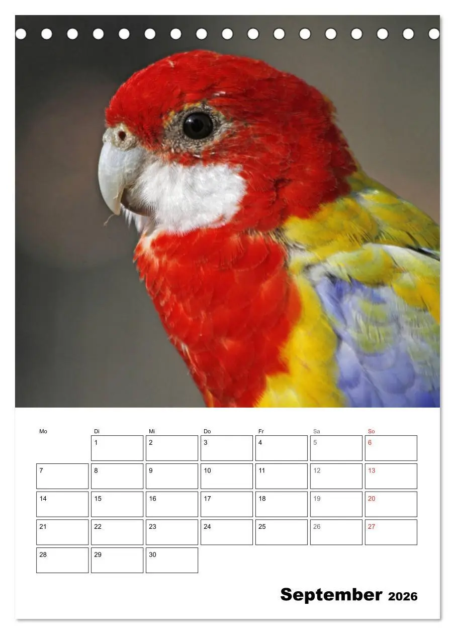 Bild: 9783516408683 | Papageien - Graupapagei, Rosella und Co. (Tischkalender 2026 DIN A5...