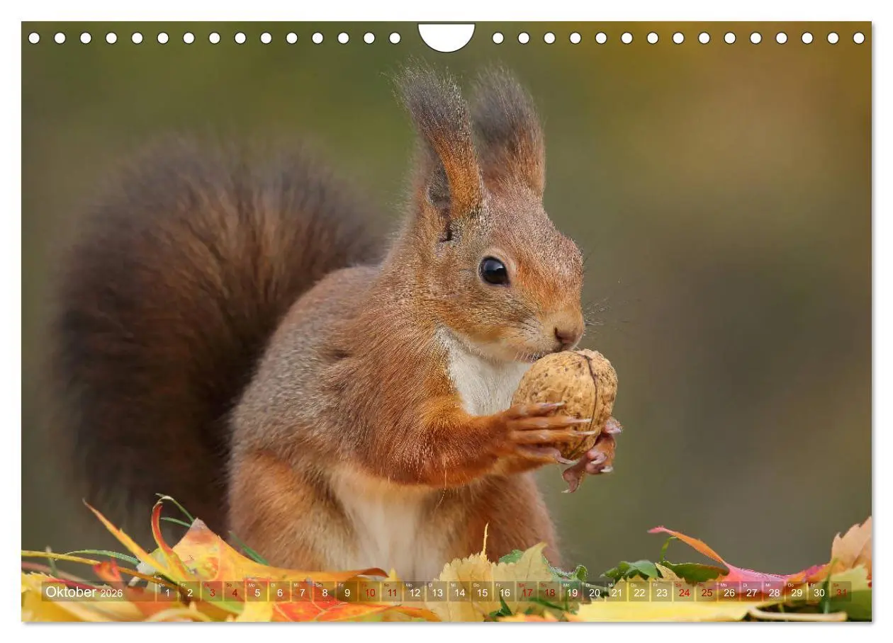 Bild: 9783457928783 | Eichhörnchen in zauberhaften Posen (Wandkalender 2026 DIN A4 quer),...