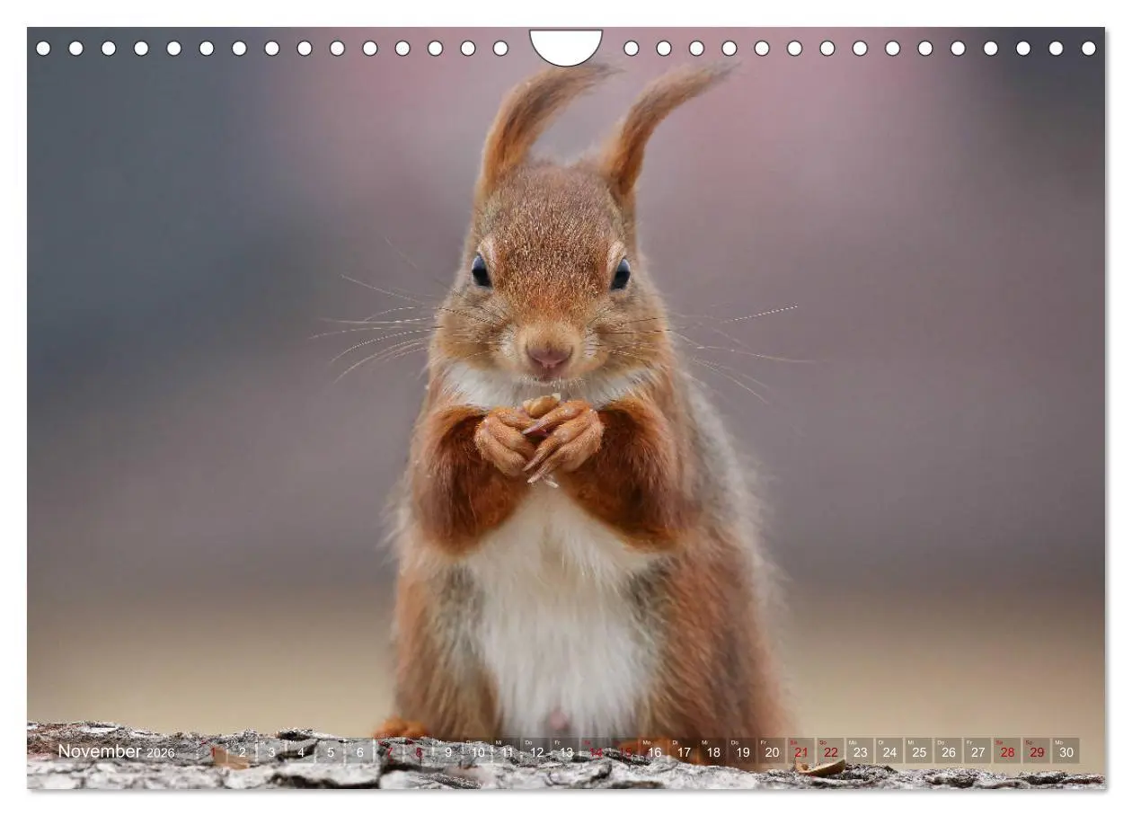 Bild: 9783457928783 | Eichhörnchen in zauberhaften Posen (Wandkalender 2026 DIN A4 quer),...