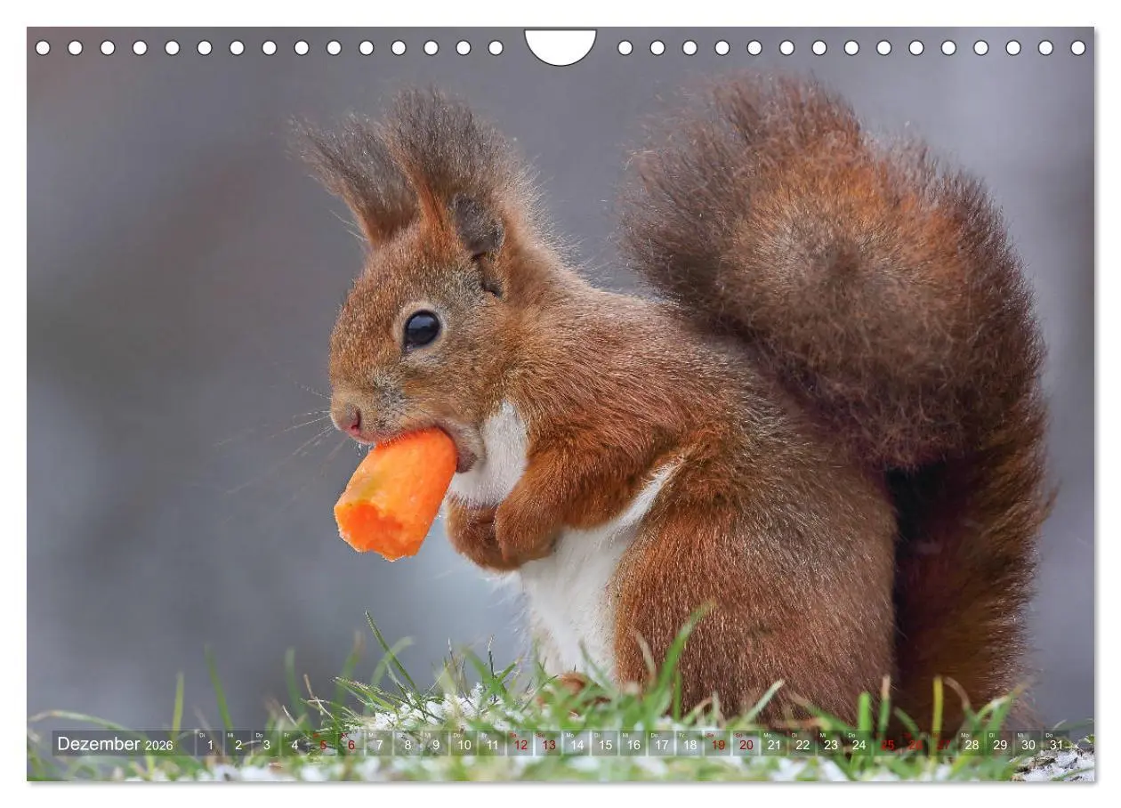Bild: 9783457928783 | Eichhörnchen in zauberhaften Posen (Wandkalender 2026 DIN A4 quer),...