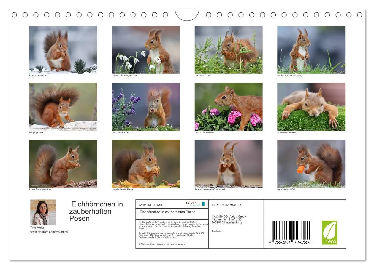 Bild: 9783457928783 | Eichhörnchen in zauberhaften Posen (Wandkalender 2026 DIN A4 quer),...