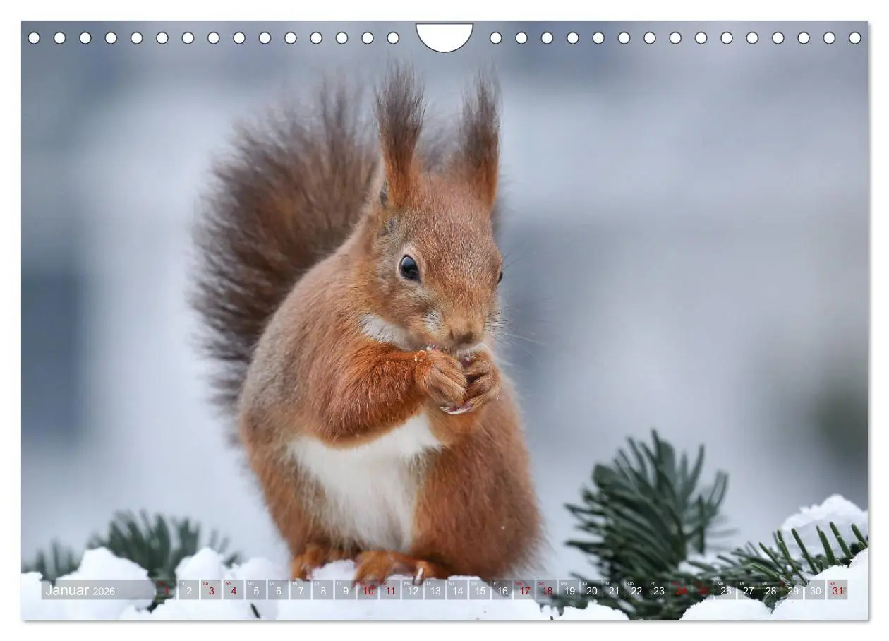 Bild: 9783457928783 | Eichhörnchen in zauberhaften Posen (Wandkalender 2026 DIN A4 quer),...