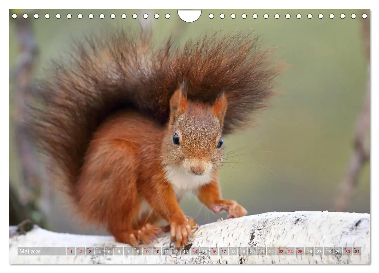 Bild: 9783457928783 | Eichhörnchen in zauberhaften Posen (Wandkalender 2026 DIN A4 quer),...