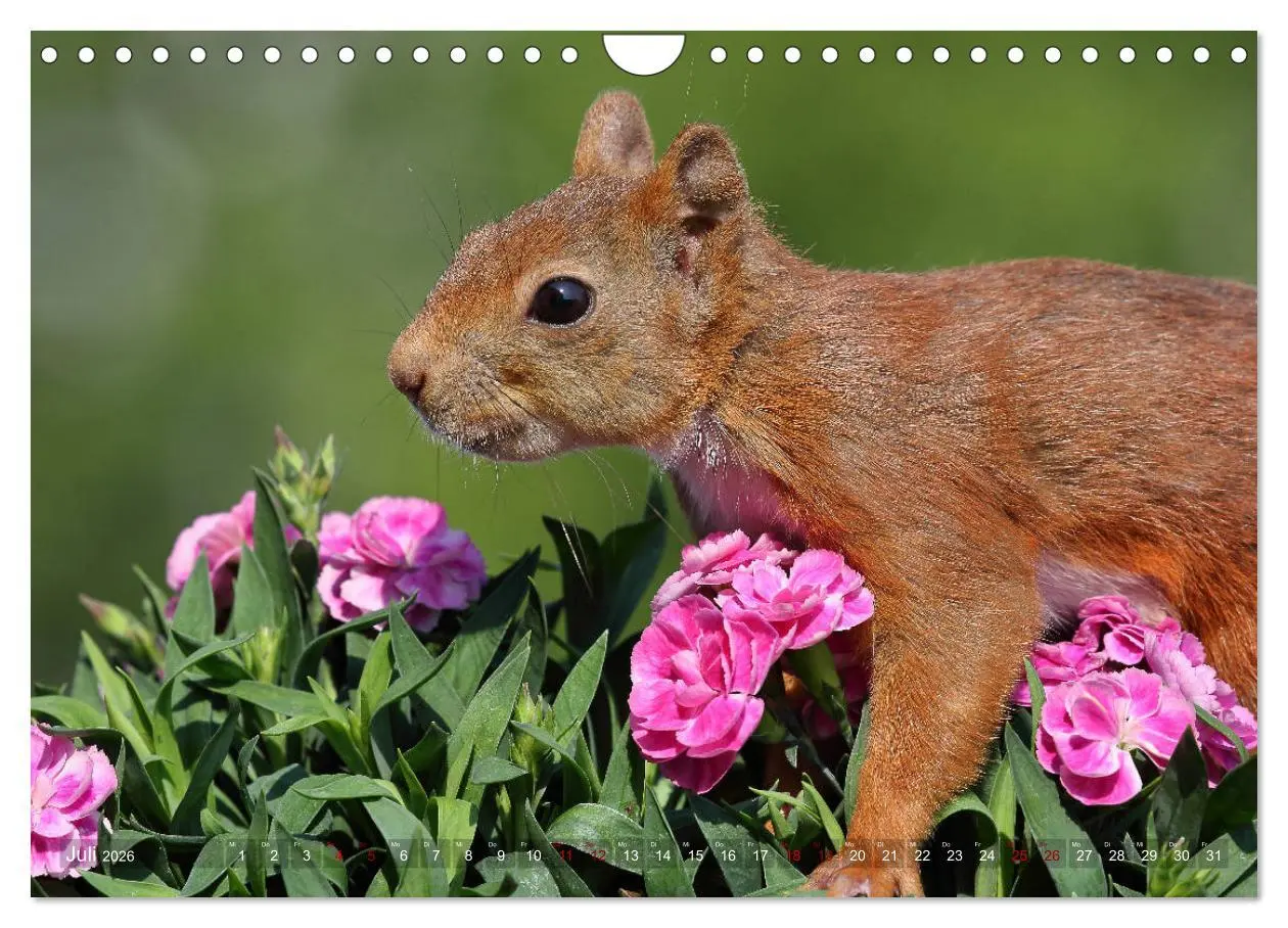 Bild: 9783457928783 | Eichhörnchen in zauberhaften Posen (Wandkalender 2026 DIN A4 quer),...