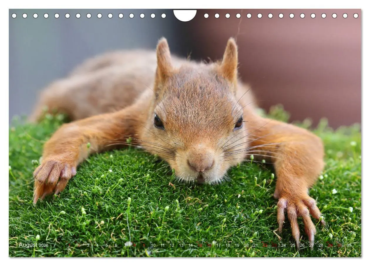 Bild: 9783457928783 | Eichhörnchen in zauberhaften Posen (Wandkalender 2026 DIN A4 quer),...