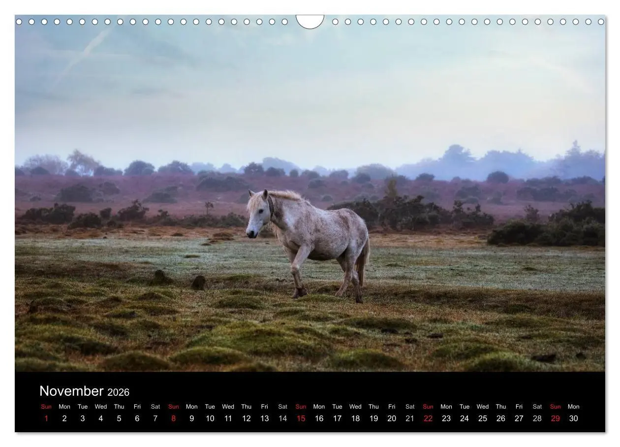 Bild: 9783516568783 | New Forest Hampshire (Wall Calendar 2026 DIN A3 landscape),...