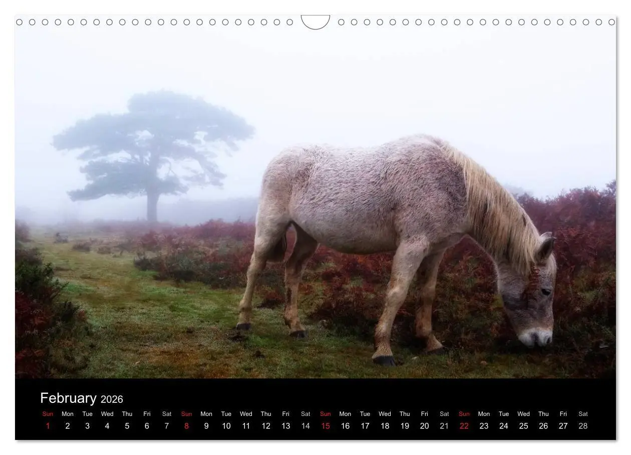 Bild: 9783516568783 | New Forest Hampshire (Wall Calendar 2026 DIN A3 landscape),...