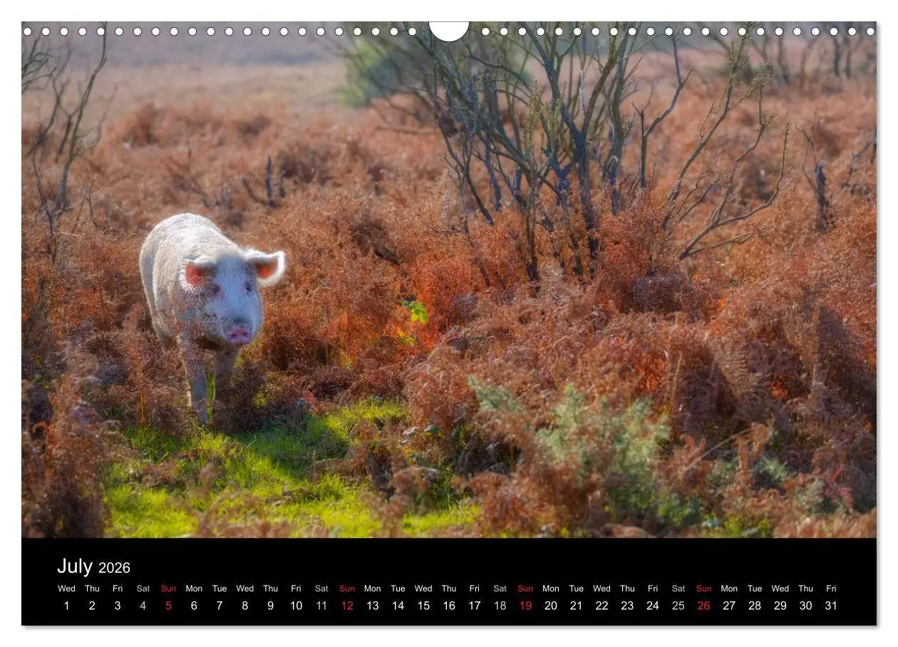 Bild: 9783516568783 | New Forest Hampshire (Wall Calendar 2026 DIN A3 landscape),...
