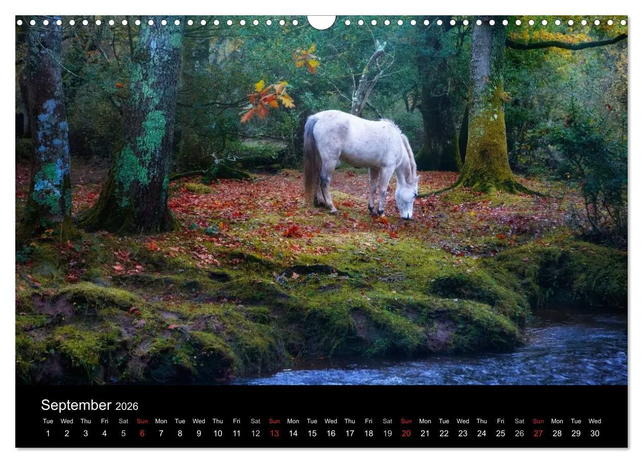 Bild: 9783516568783 | New Forest Hampshire (Wall Calendar 2026 DIN A3 landscape),...