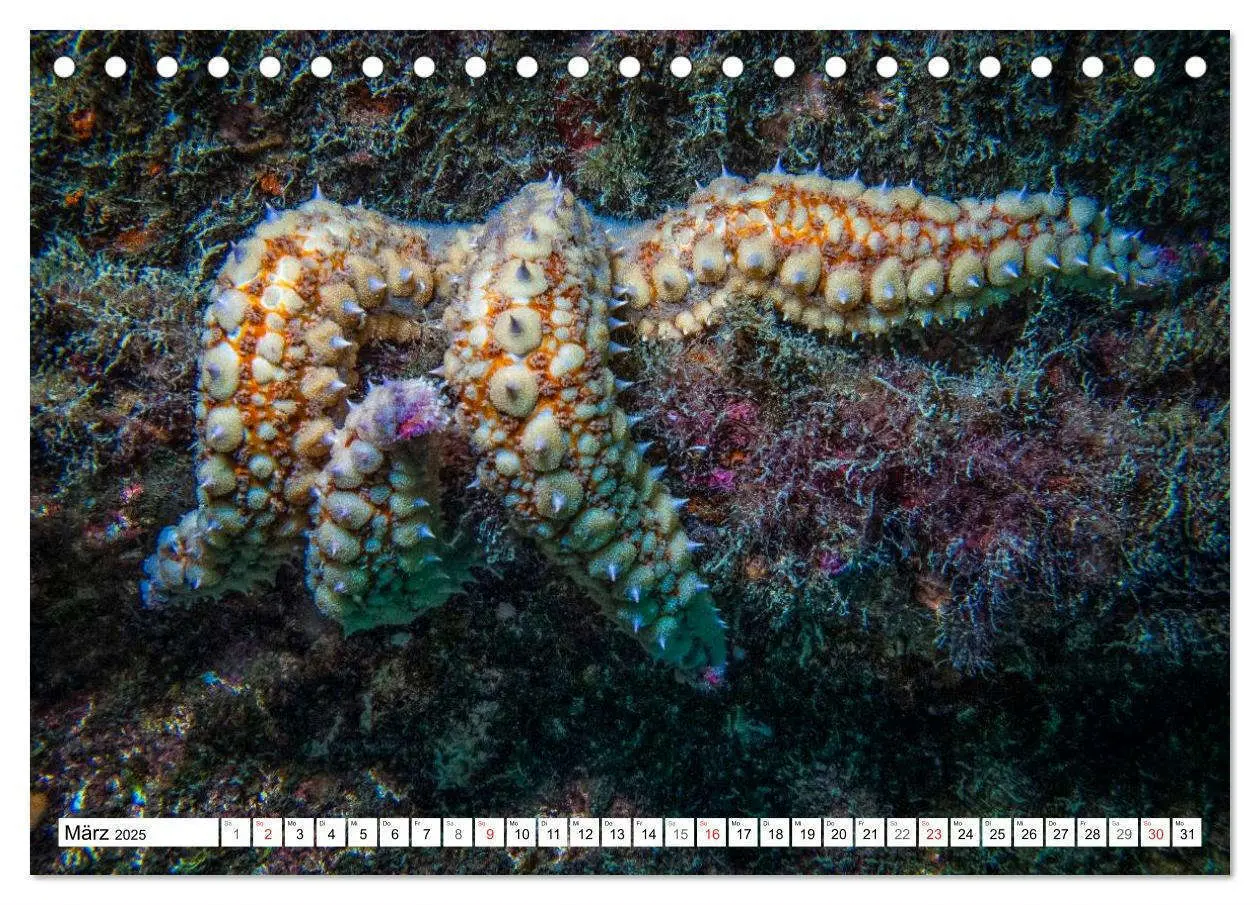 Bild: 9783435758883 | Tauchen im Mittelmeer (Tischkalender 2025 DIN A5 quer), CALVENDO...