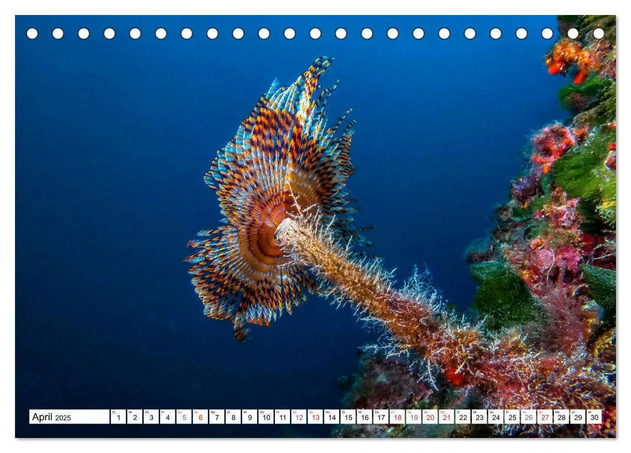 Bild: 9783435758883 | Tauchen im Mittelmeer (Tischkalender 2025 DIN A5 quer), CALVENDO...