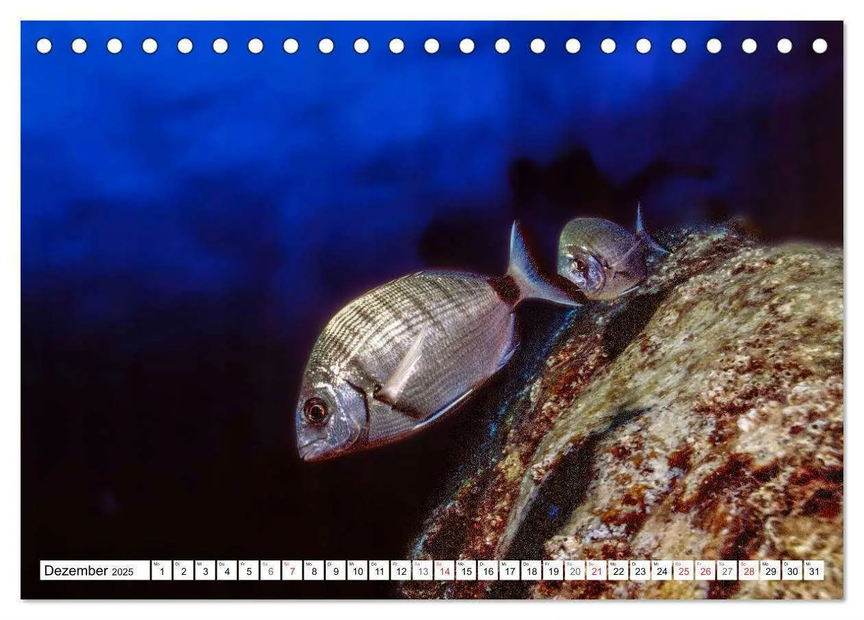 Bild: 9783435758883 | Tauchen im Mittelmeer (Tischkalender 2025 DIN A5 quer), CALVENDO...