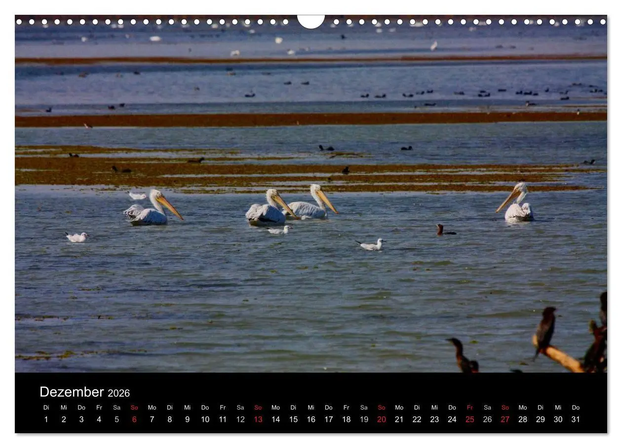 Bild: 9783516168983 | Donaudelta (Wandkalender 2026 DIN A3 quer), CALVENDO Monatskalender
