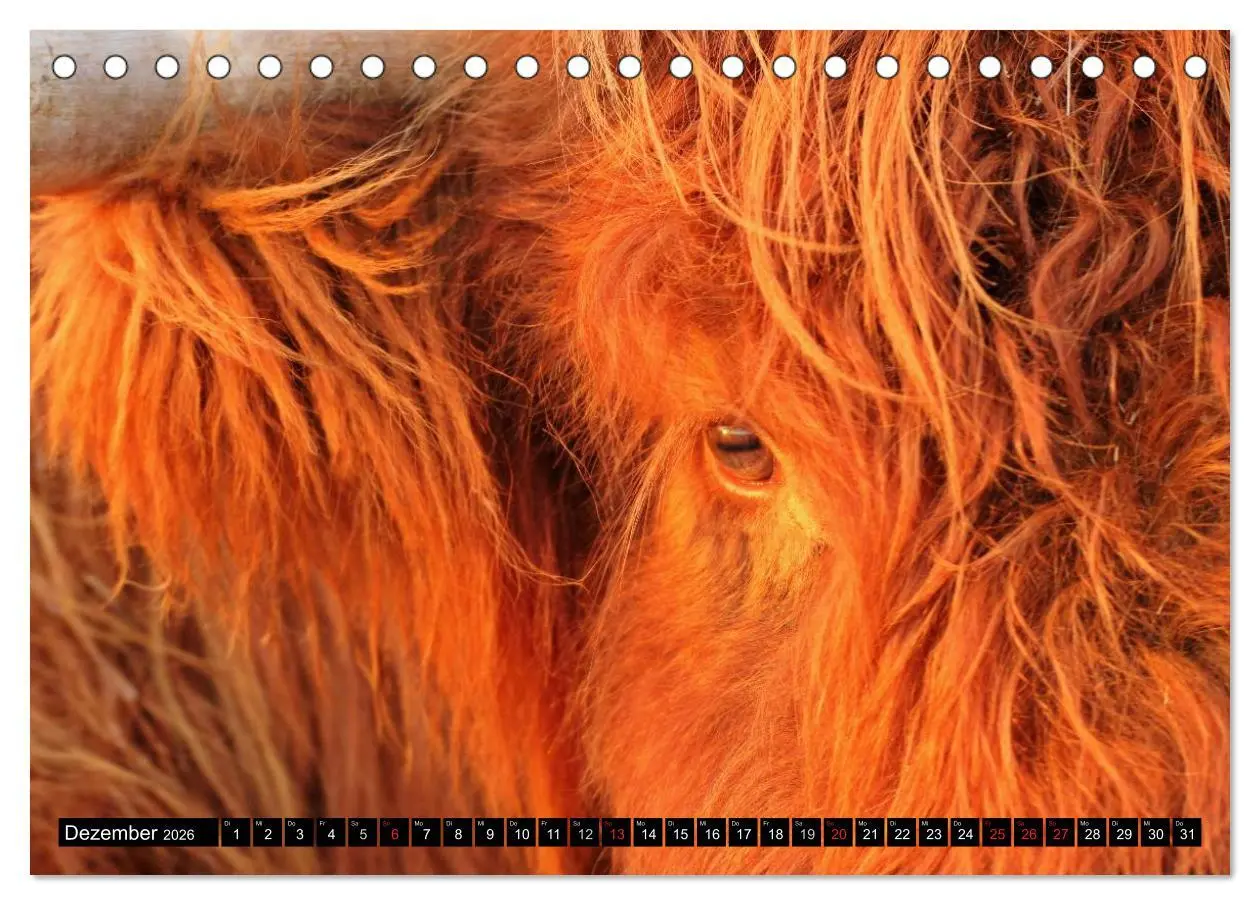 Bild: 9783457969083 | Das Schottische Hochlandrind (Tischkalender 2026 DIN A5 quer),...