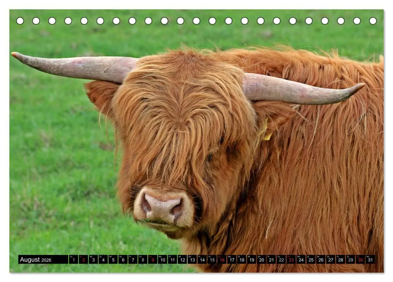 Bild: 9783457969083 | Das Schottische Hochlandrind (Tischkalender 2026 DIN A5 quer),...
