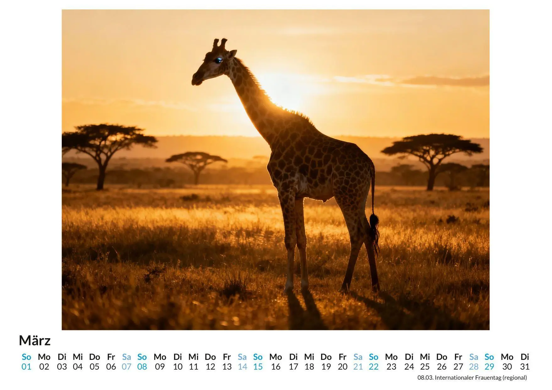 Bild: 9783695329083 | Giraffe | Elias Scholz | Kalender | Deutsch | 2026 | FlipFlop