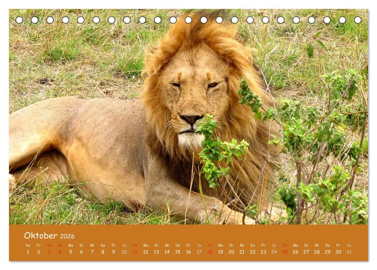 Bild: 9783516119183 | Auge in Auge mit den Tieren Afrikas (Tischkalender 2026 DIN A5...