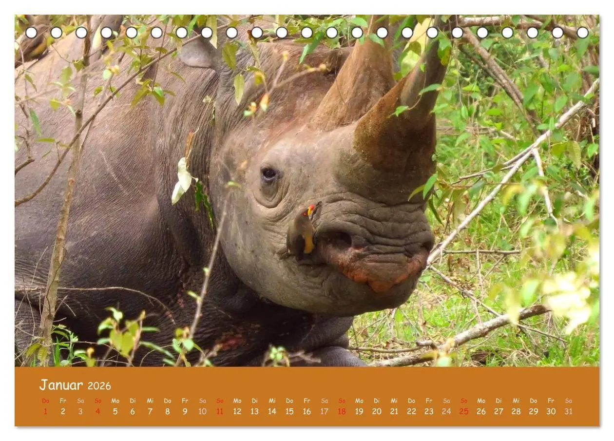 Bild: 9783516119183 | Auge in Auge mit den Tieren Afrikas (Tischkalender 2026 DIN A5...