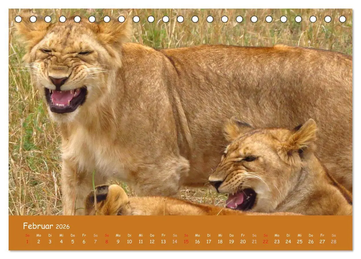 Bild: 9783516119183 | Auge in Auge mit den Tieren Afrikas (Tischkalender 2026 DIN A5...