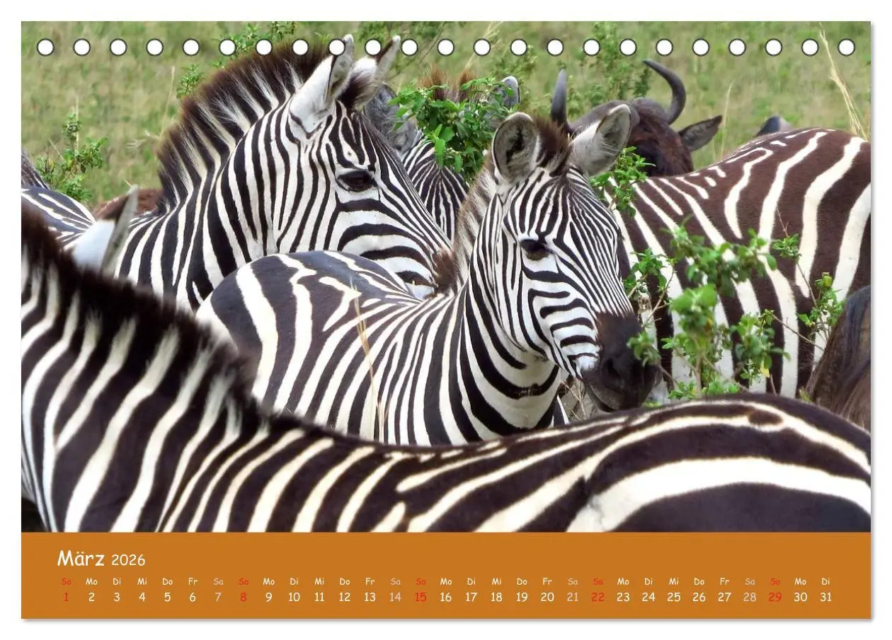 Bild: 9783516119183 | Auge in Auge mit den Tieren Afrikas (Tischkalender 2026 DIN A5...